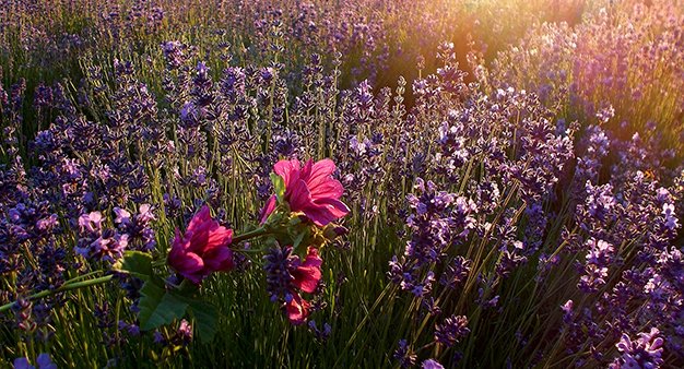 Mindfulness in Nature