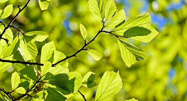 Mindfulness Meditation and Nature
