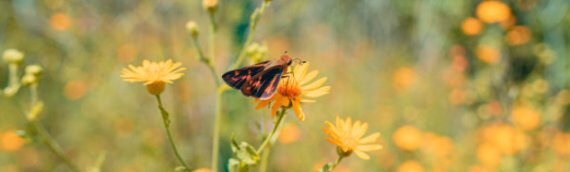 Hello Spring! Welcoming the Light of New Beginnings